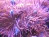 anemonedimareepescipagliaccio_small.jpg